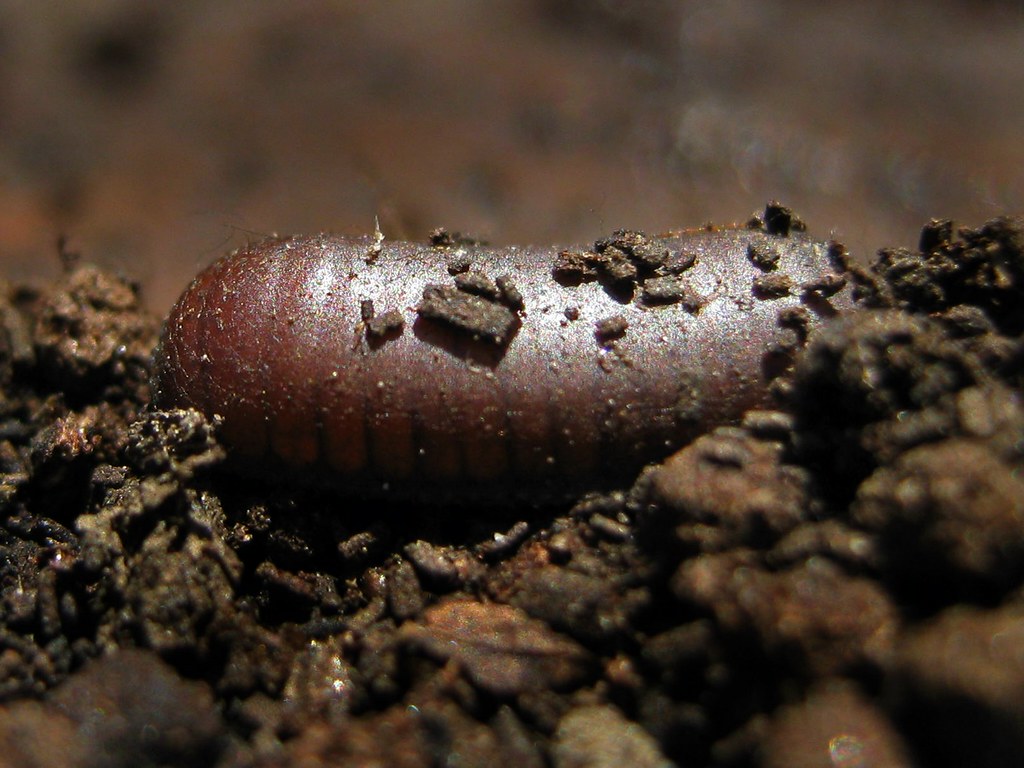 Wood Roach Egg Case.. Peeling bark from a downed tree reve… Flickr
