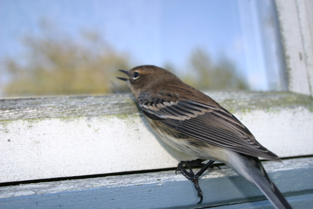 bird on window sill 2 Jerry Thomas Flickr