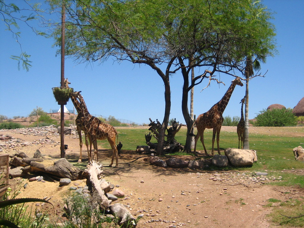 Giraffe habitat One of the best giraffe habitats I've seen… Flickr
