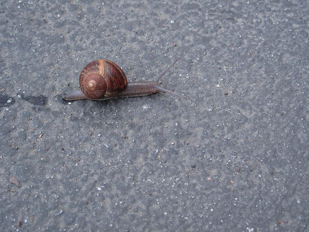 Early morning snail Blogged at amyalamode. amyehodge Flickr