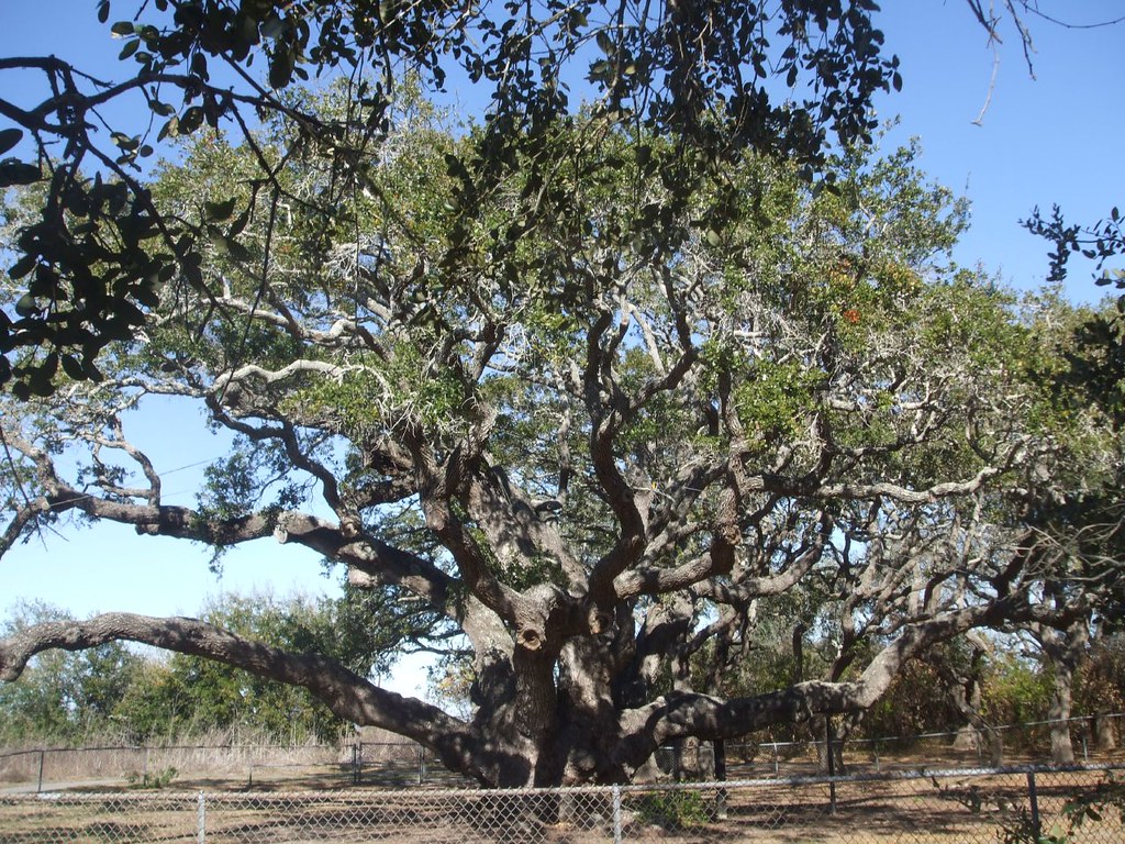 Biggest Live Oak Tree in Texas Goose Island State Park Flickr