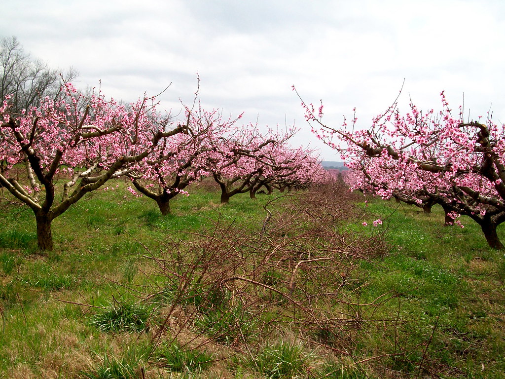 Peach orchard Rebecca Milby Flickr
