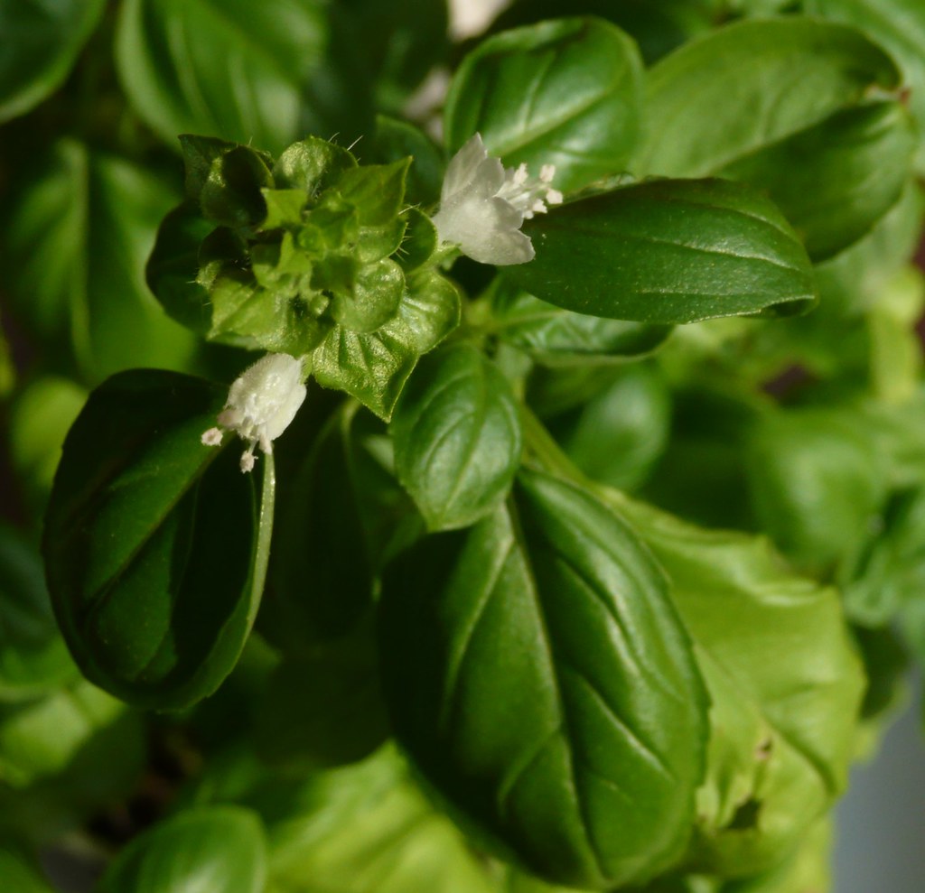 basil in flower my supermarket basil plant has just flower