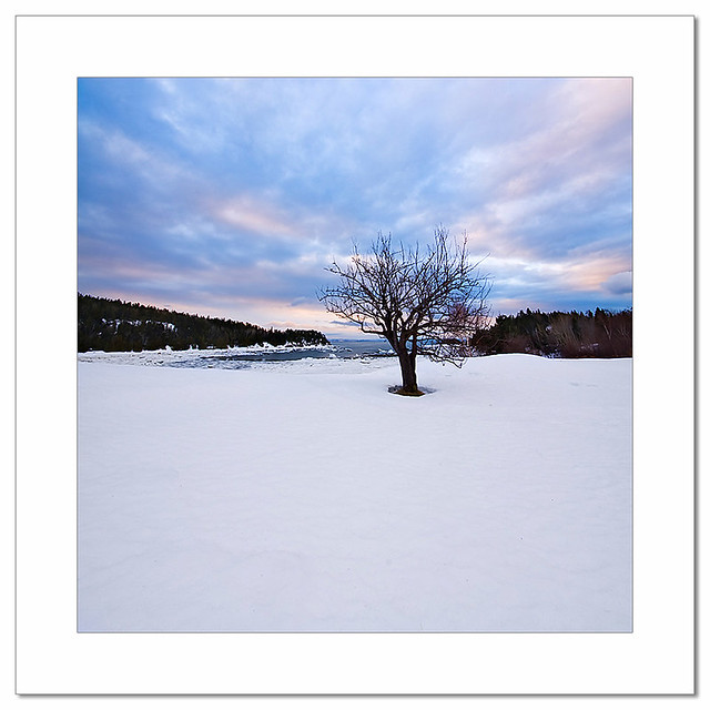 Lonely Tree View Large PortauSaumon, Charlevoix, Qc, Can