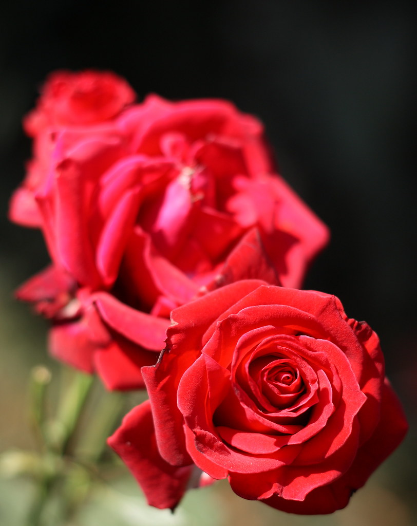 Roses tik_tok Flickr