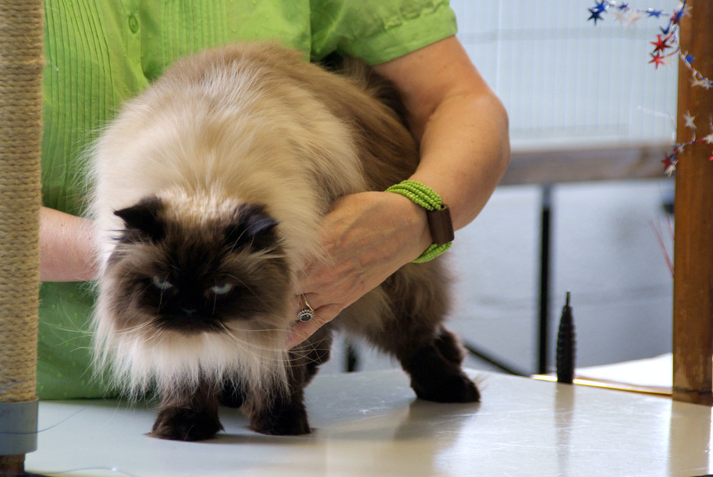 Cat Show 2009 in Maryland nightwind Flickr