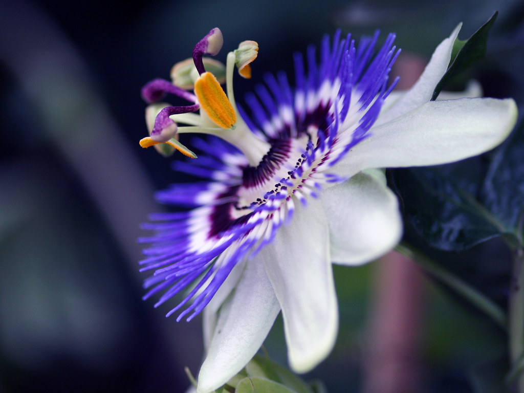 passion flower Malahide GC Dublin I was jjust starting out… Flickr