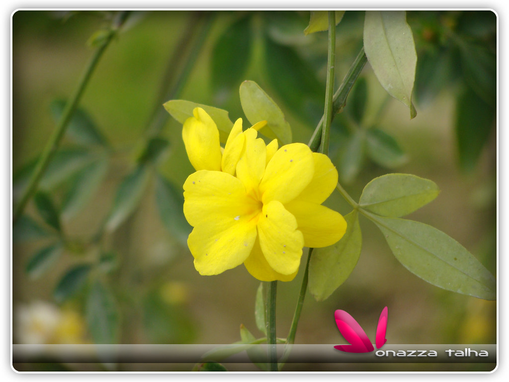 Pakistan's National Flower Monazza Talha Flickr