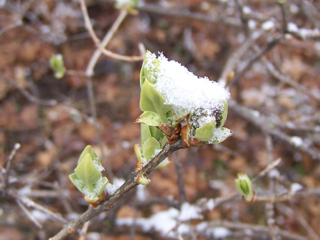 SnowBud The lilacs are budding, and it is snowing. Ah, spr… Flickr