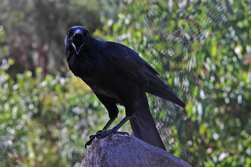 Black Raven squawking. a photo on Flickriver
