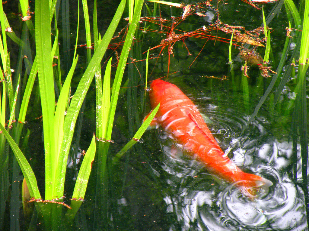 Koi Sarah P. Duke Rose Garden, Durham, NC Sweet.T Flickr