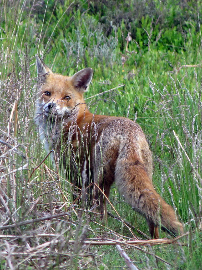 Fox Watching Taken on 3rd June, 2009 on Cannock Chase John Morris