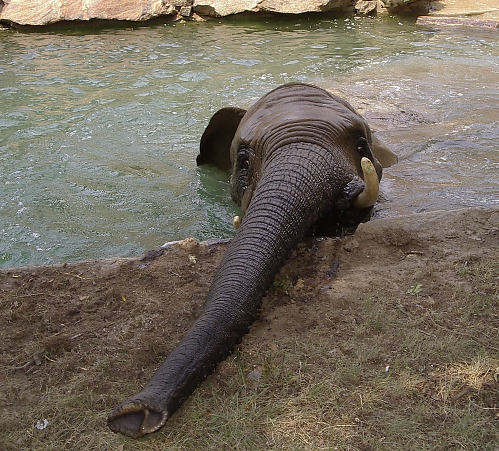 elephant Philadelphia zoo Catch Me Now Photography Flickr