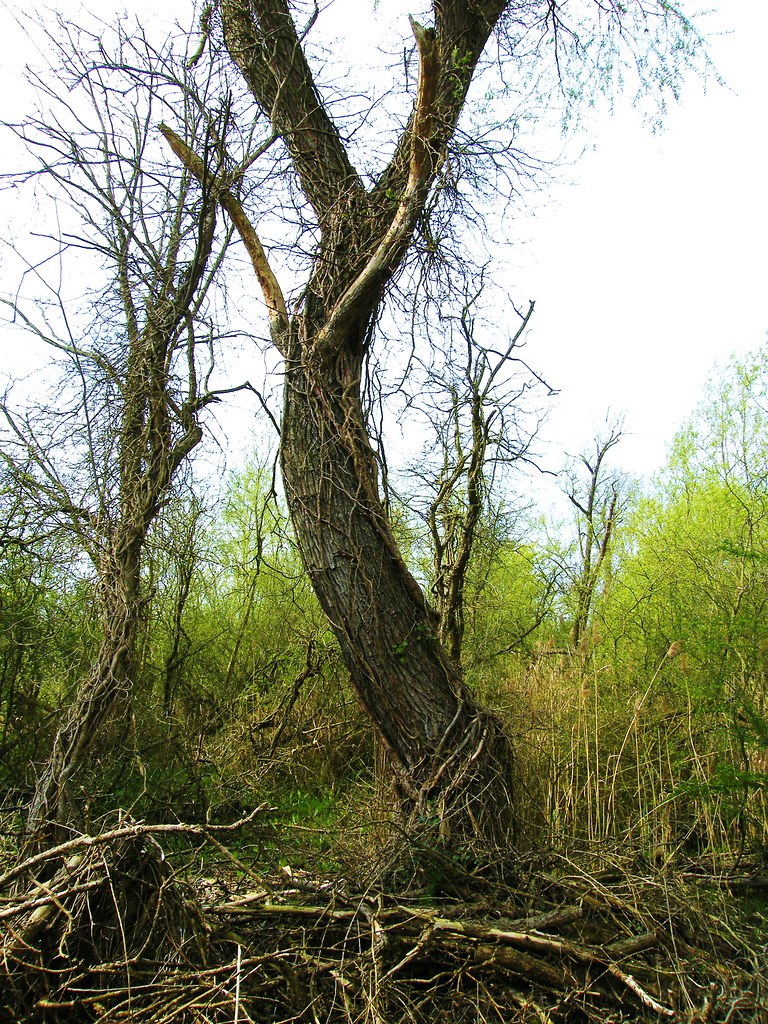 Wildlife Trusts, Norwood Road March Camb's UK.115a Flickr
