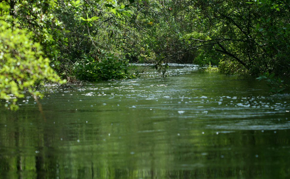 Sopchoppy River Much higher from the recent rains than the… Flickr