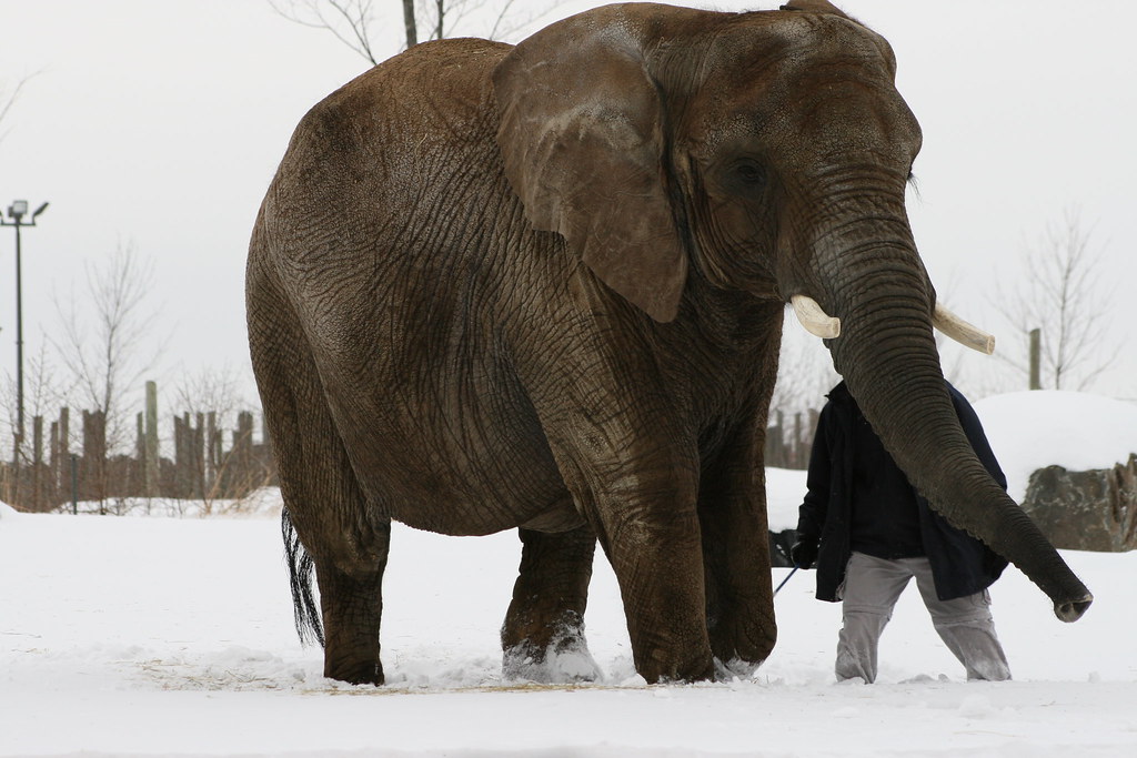 Elephant in the snow The Granby Zoo open his gates in wint… Flickr