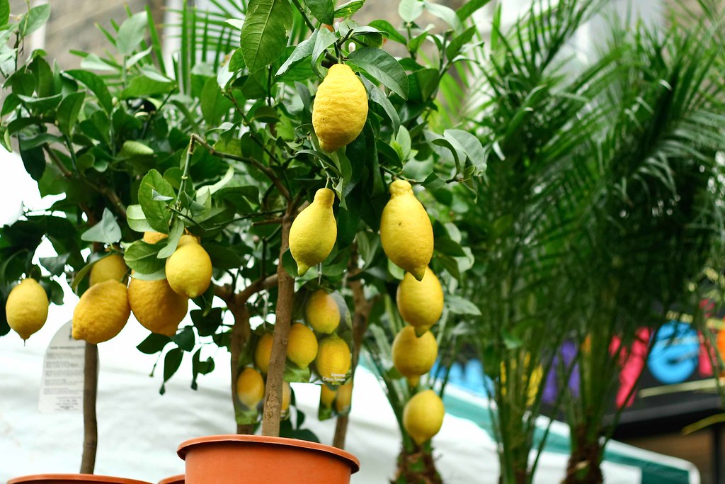 lemon trees at columbia road flower market Paul Joseph Flickr