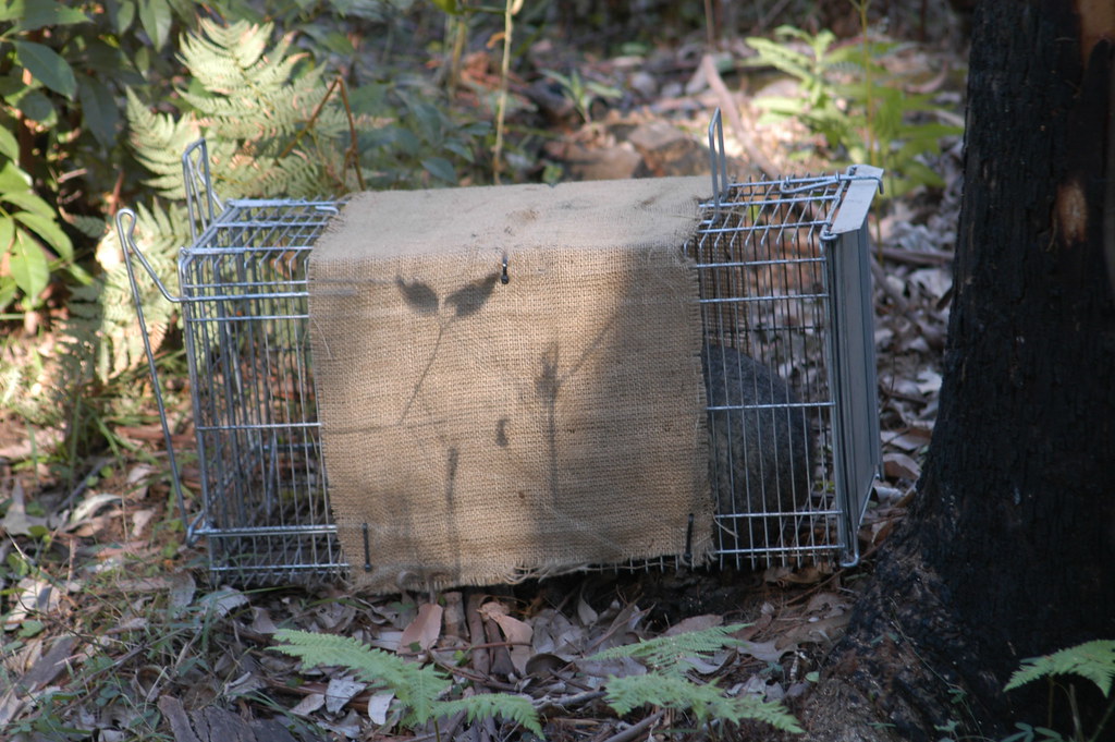 Animal Trap with possum Cage trap used to catch medium siz… Flickr