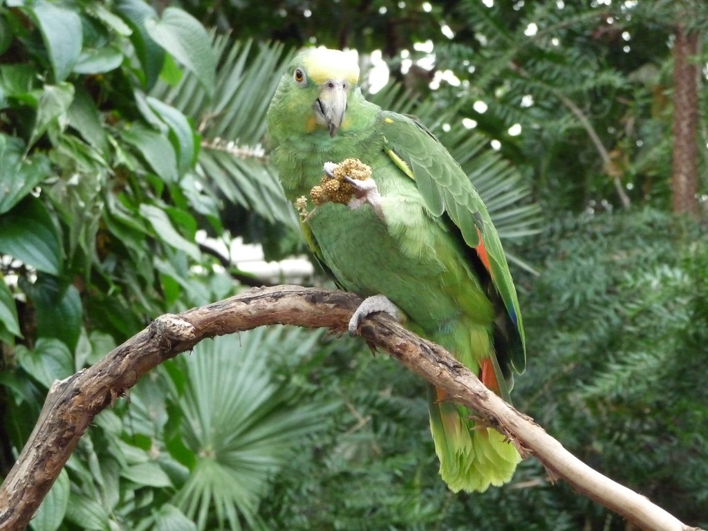 parrot eating at bloedel conservatory wadeq Flickr