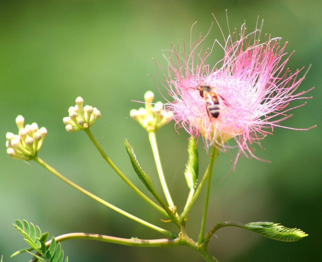 Bee in Mimosa The Mimosa trees are in bloom I spotted th… Flickr