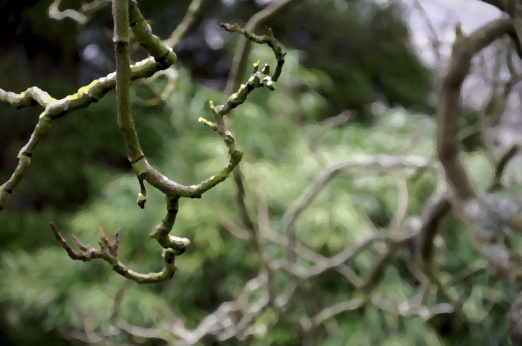 Ranting Pokok In English Svg Tree Branch Cherry Twig