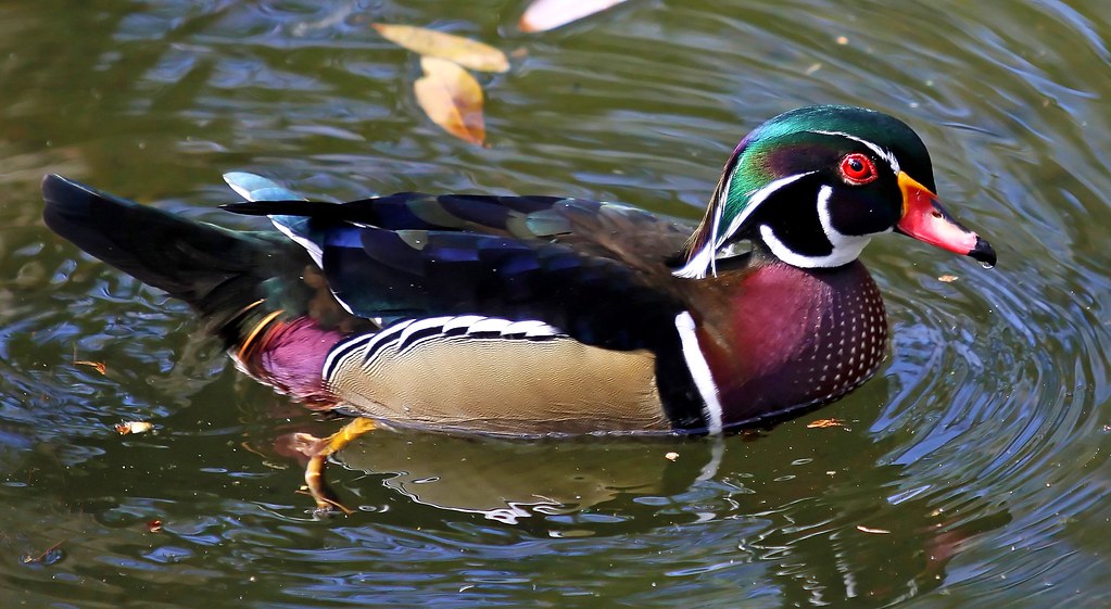 Wood Duck (breeding male) Wood Duck Best viewed in large s… Flickr