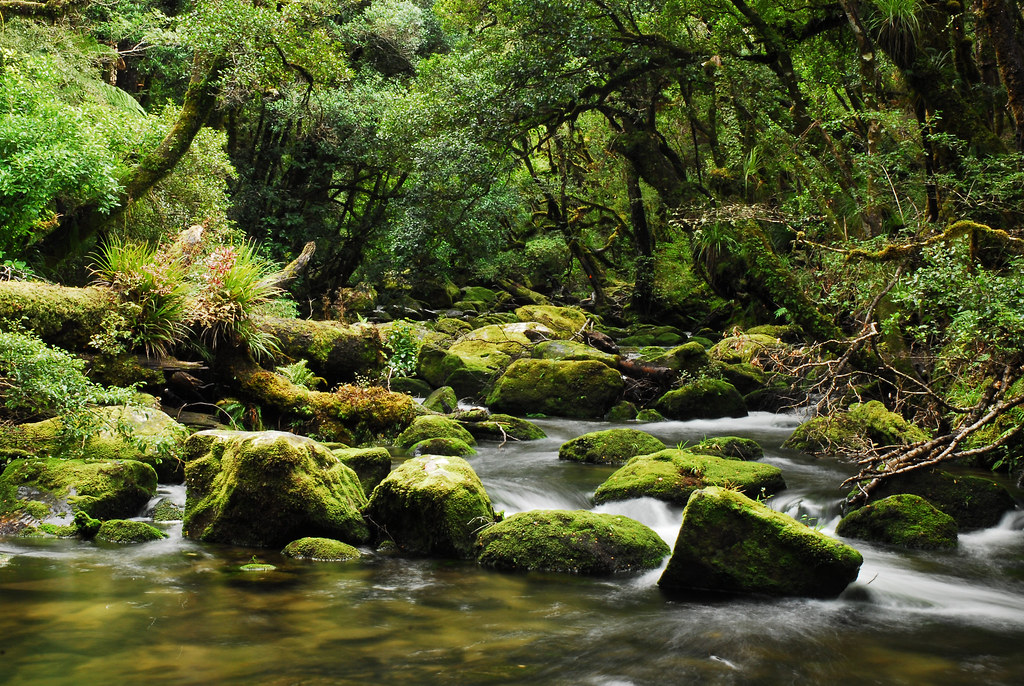 Te Urewera National Park, NZ River in Te Urewera, NZ Flickr