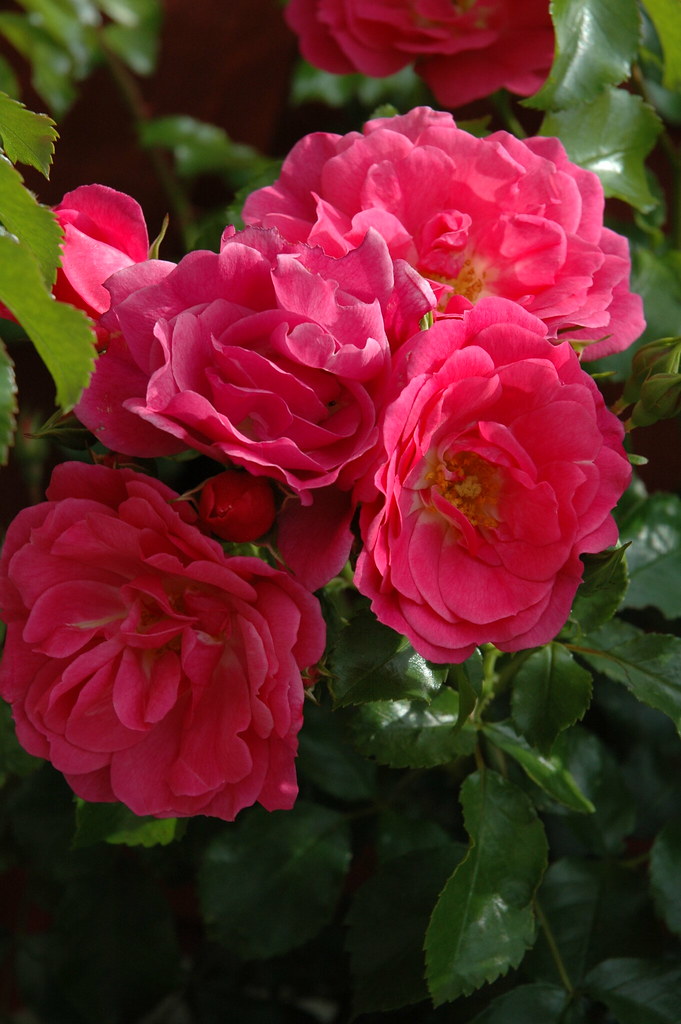 Pink roses from Aberdeen Scotland Roger Isabell Flickr