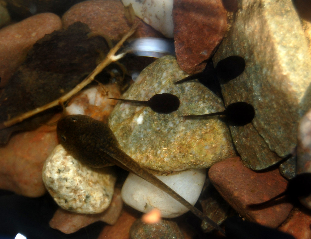 New World How To Get Tadpoles Tadpole Tadpoles Eat Fish Stage Frogs