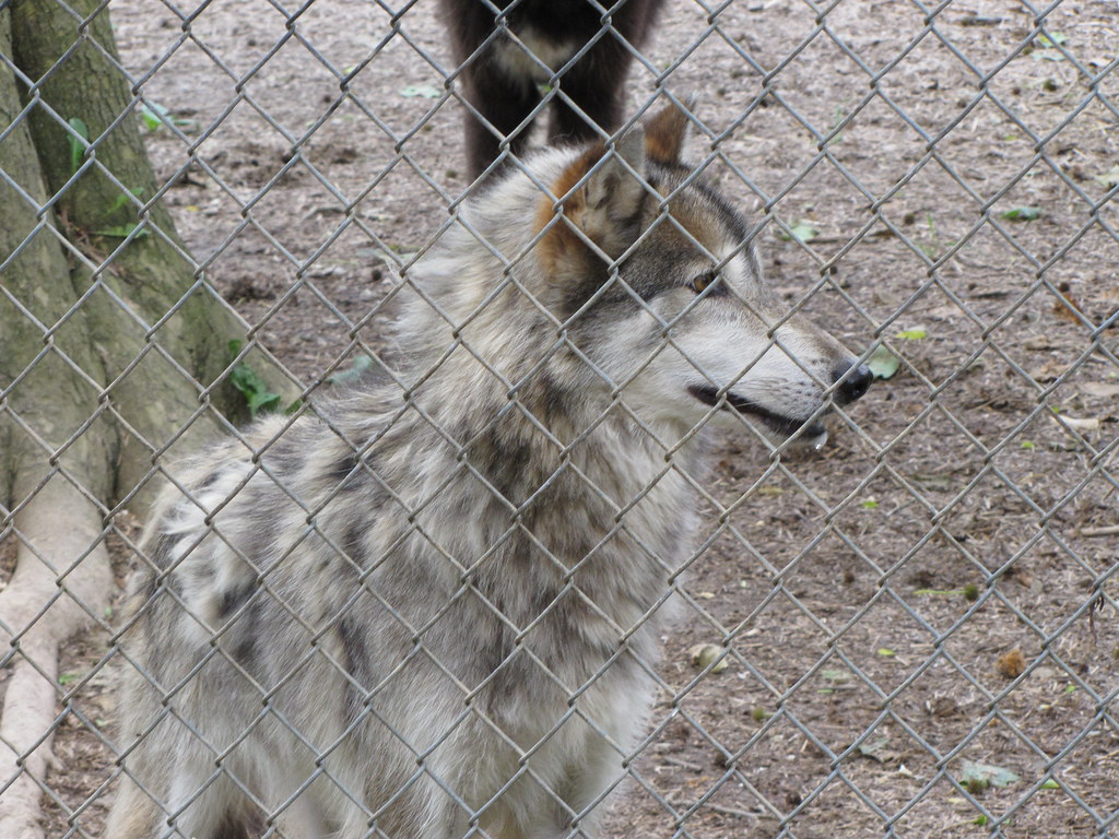 Wolves Photos from the Wolf Sanctuary of Pennsylvania. Spe… Flickr