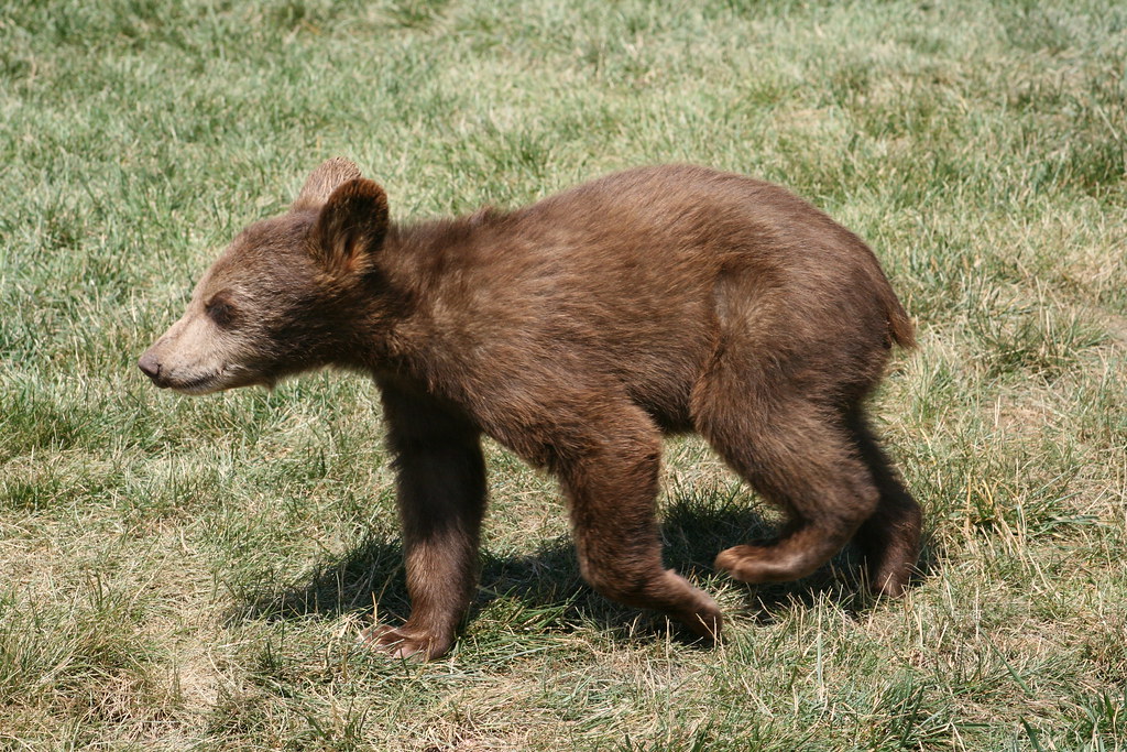 South Dakota Bear Country ♥Beady♥ Flickr