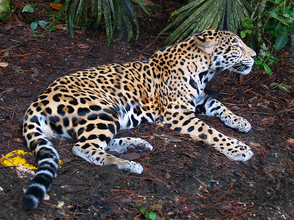 Jaguar, Belize Zoo Adalberto.H.Vega Flickr