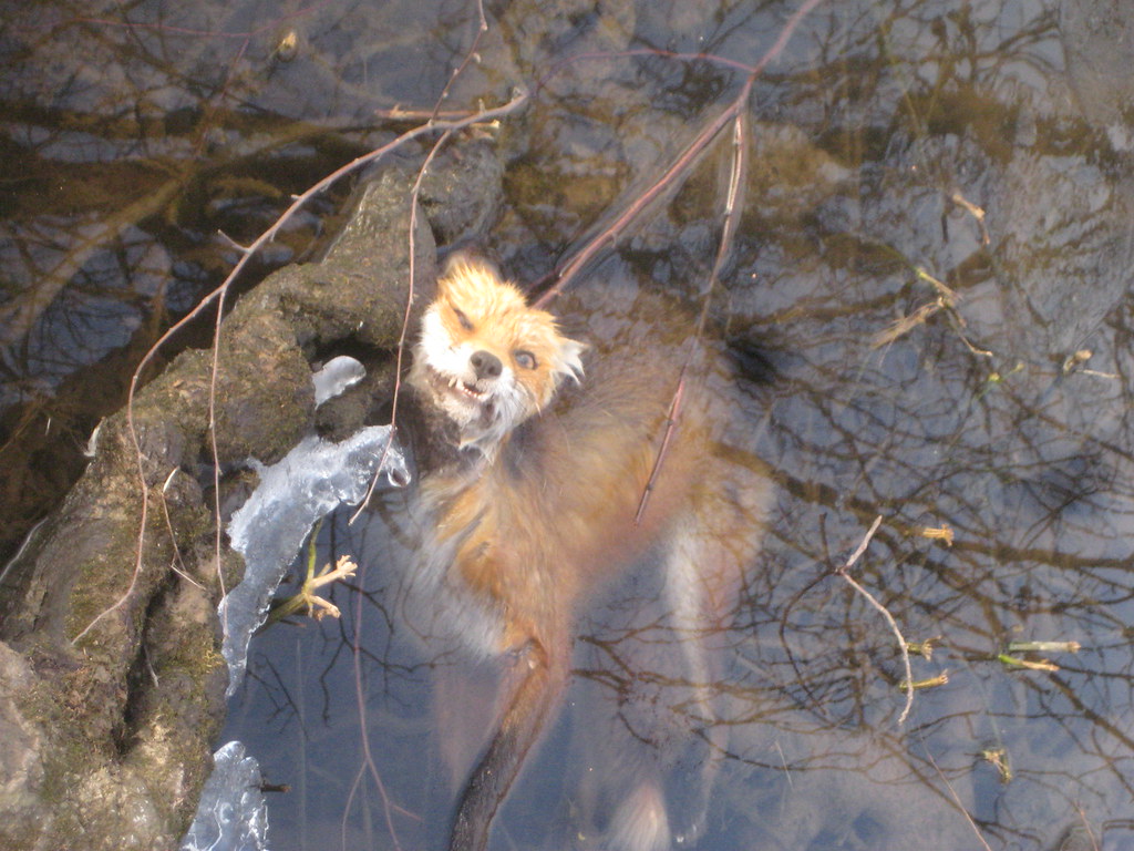 Dead fox in frozen water Nick Johnson Flickr