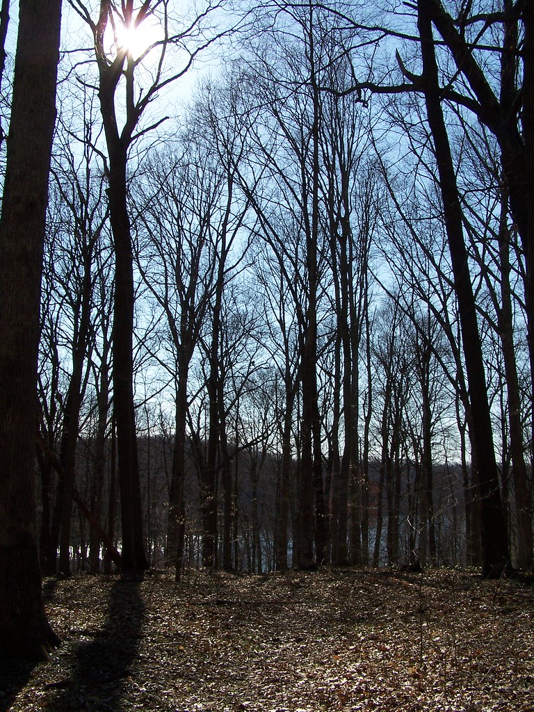 Griffy Woods (3) Griffy Woods, Bloomington, Indiana Dan Flickr