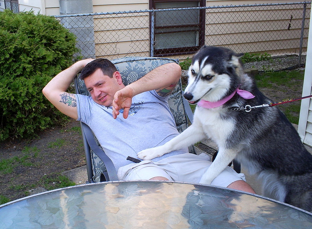 Do Siberian Huskies Attack Small Dogs