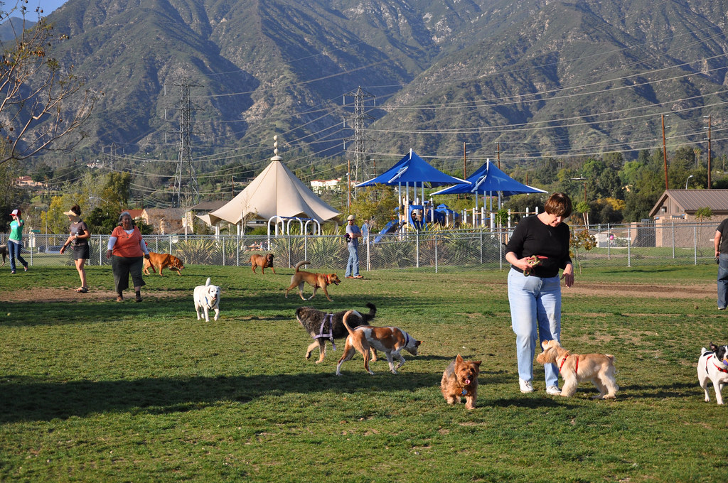 Alice Park Pasadena's famous dog park James Flickr