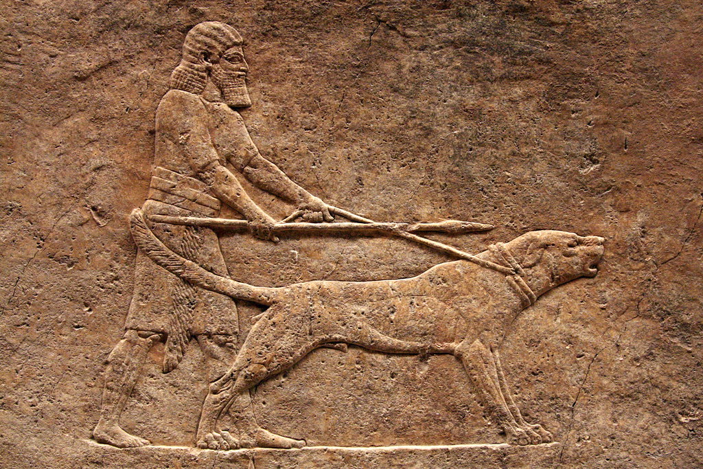 Dogs of War In ancient Assyria, lionhunting was considere… Flickr