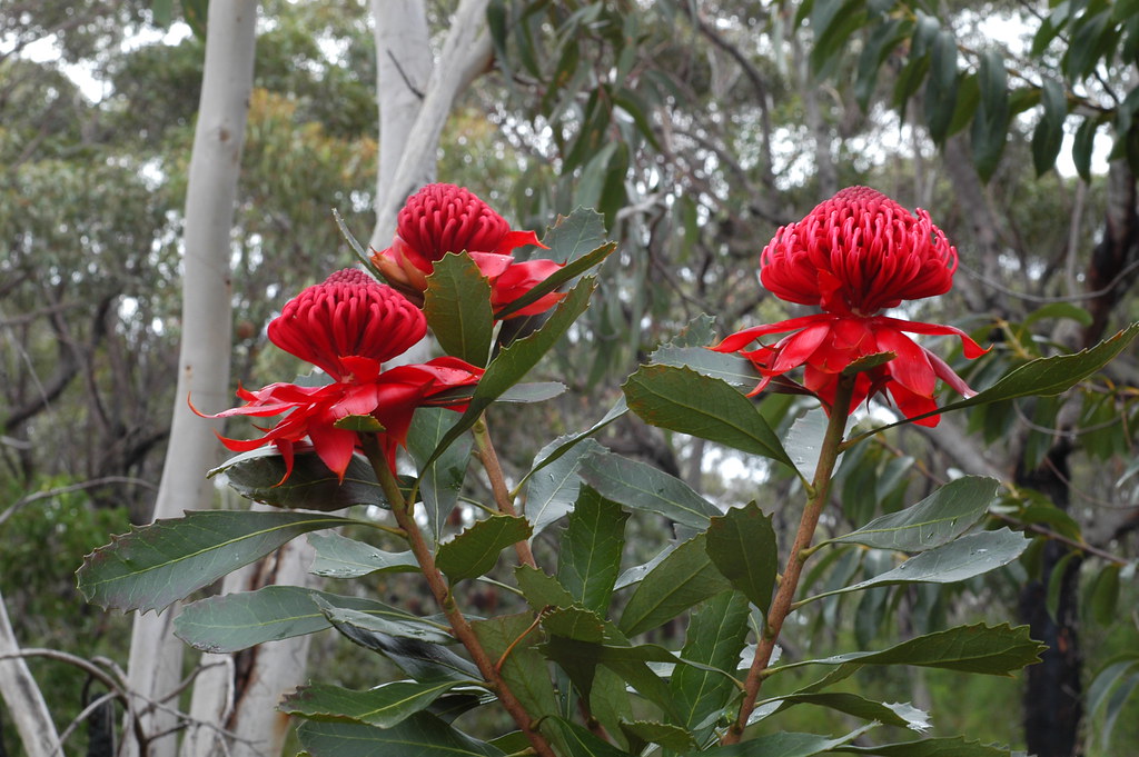 waratah triplet1 Waratahs Warrah Trig Brisbane Water Natio… Doug