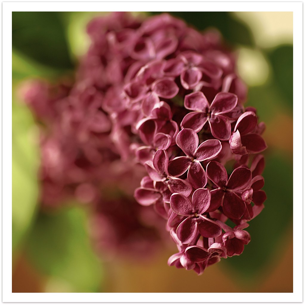 Lilac They smell so very delicious! Regina J. Flickr
