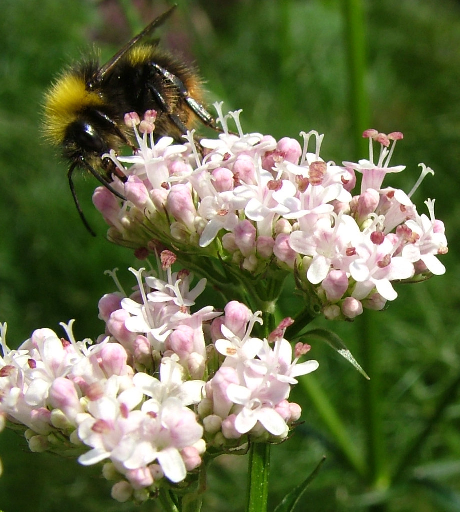 Bee on Valerian Explore 266 29th May. Busy bee collectin… Flickr