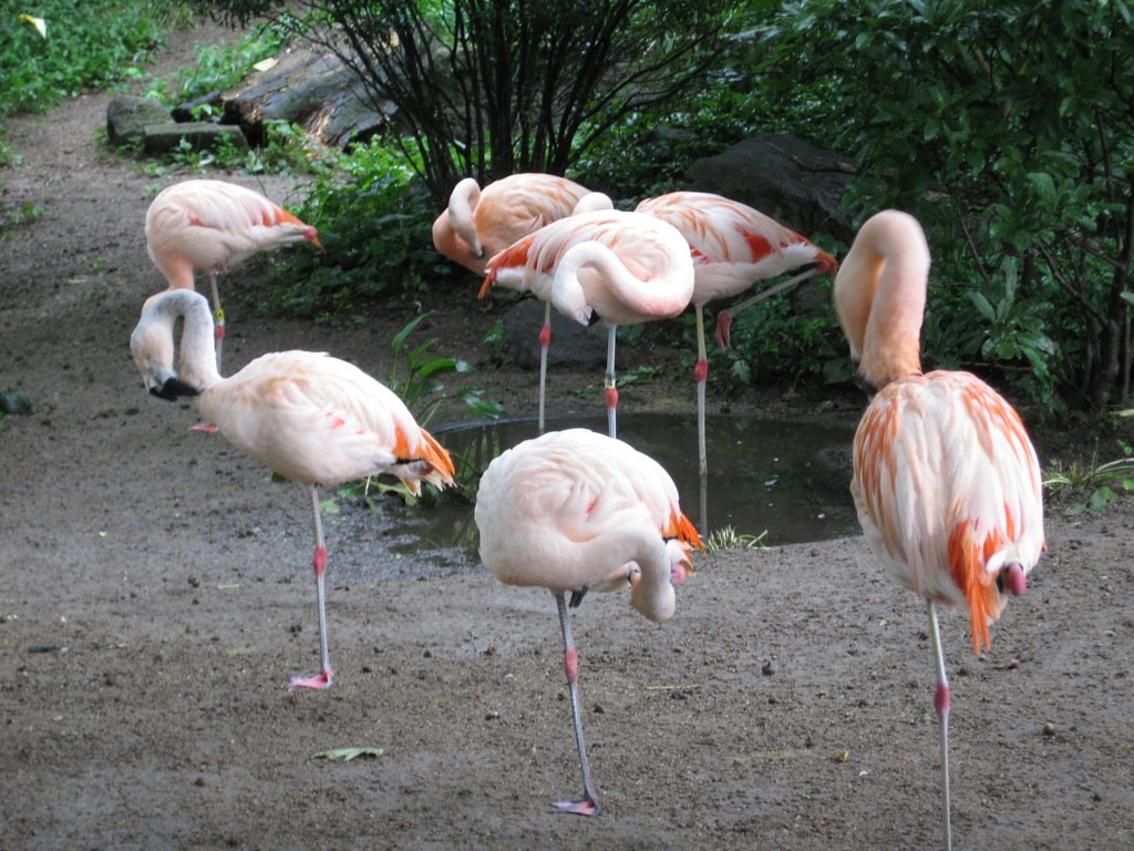 Roger Williams Park Zoo Jef Nickerson Flickr