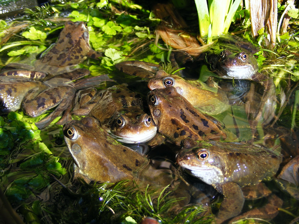 Frogs A large clump of frogs in my garden filter pond,maki… Flickr