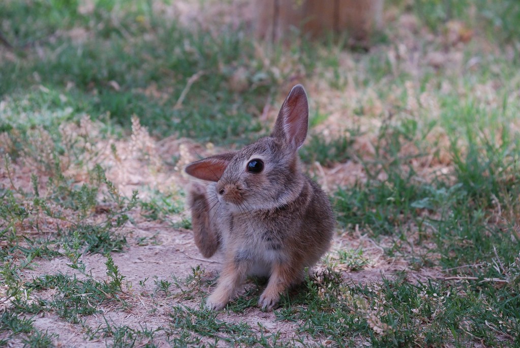 Baby Rabbit at Carlsbad KOA (4) Ian McKellar Flickr