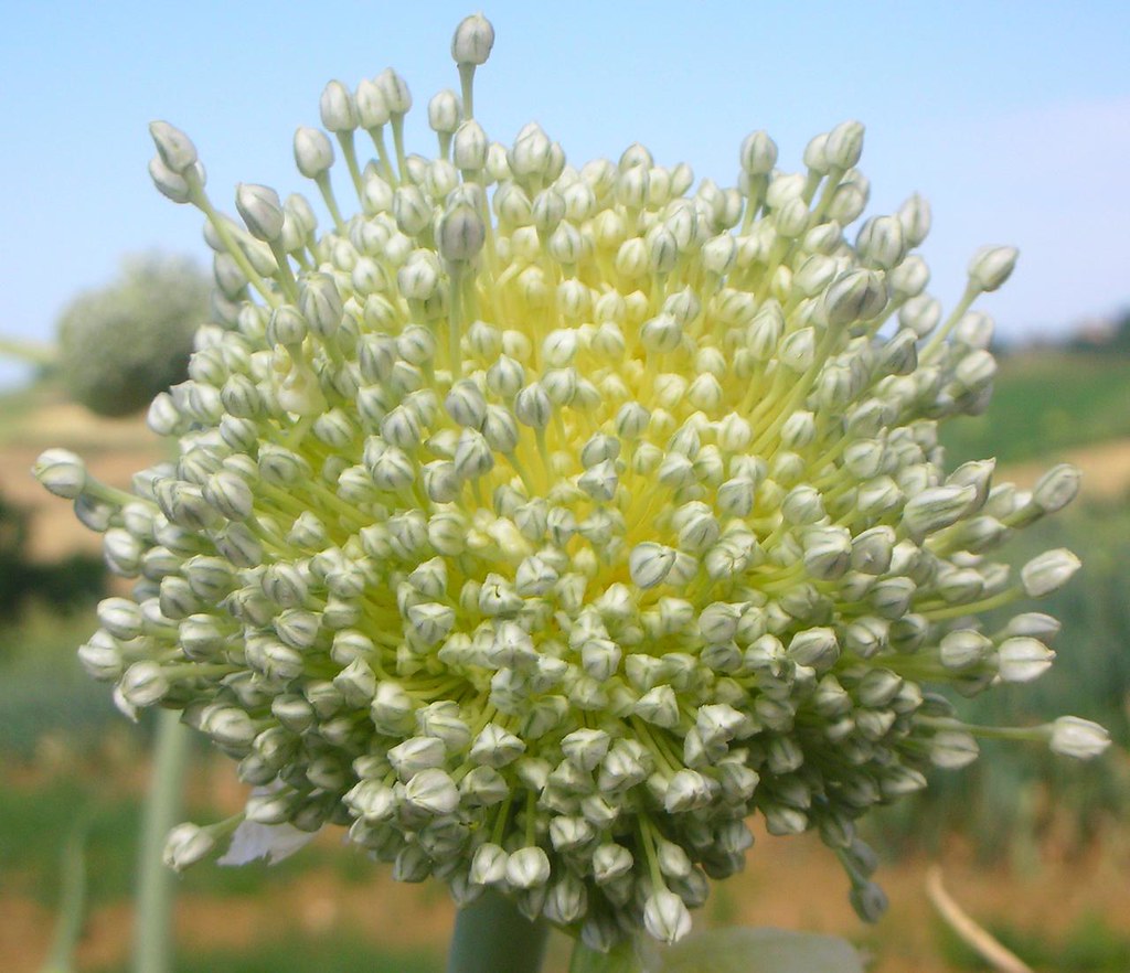 onion's explosion... rebranca46 Flickr