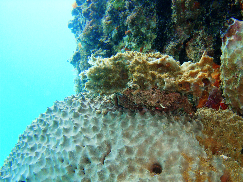 Nekton Rorqual 2009, large Redeye Sponge crab! The Island Kings Flickr