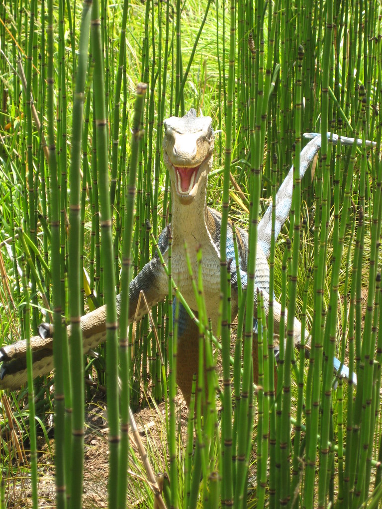 Troodon Museum of Life and Science Durham, NC Jason