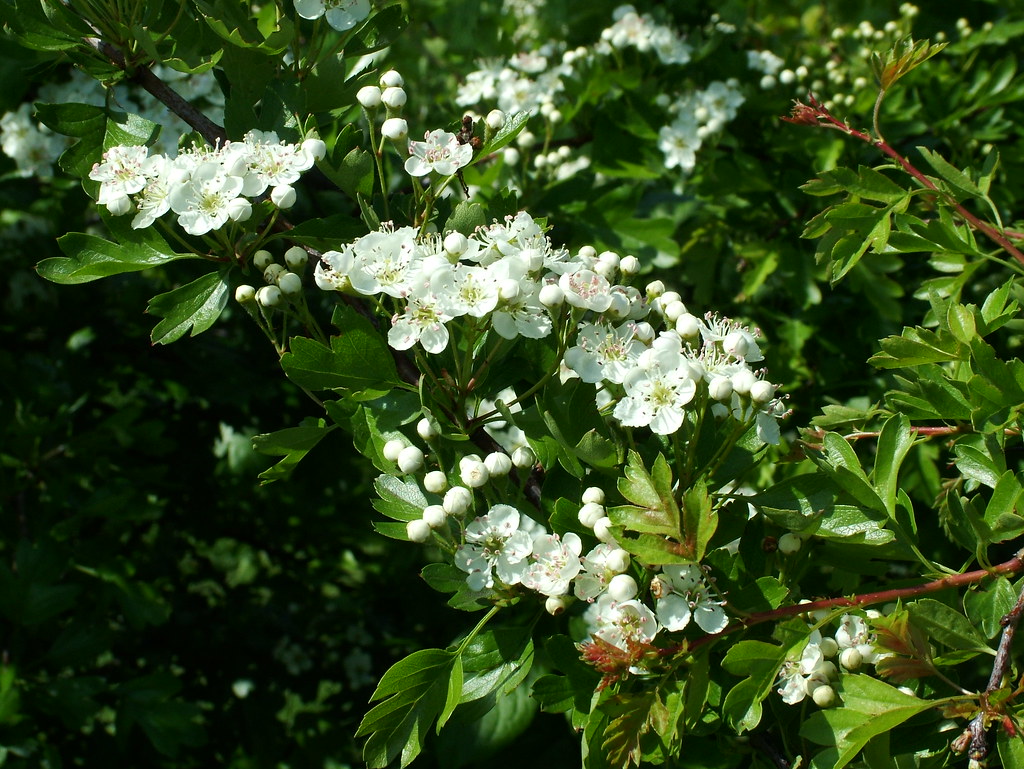 Its May....Flower! Hawthorn blossom (Mayflower) on the 1st… Flickr
