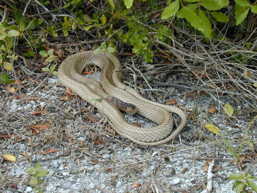 Eastern Coachwhip Snake (2001) a photo on Flickriver