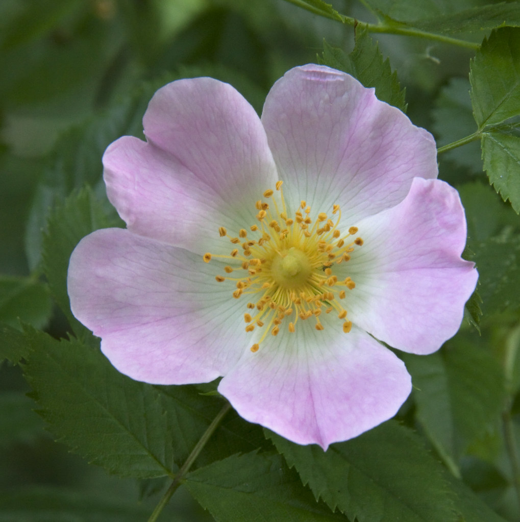 Wild Rose Tony Hisgett Flickr