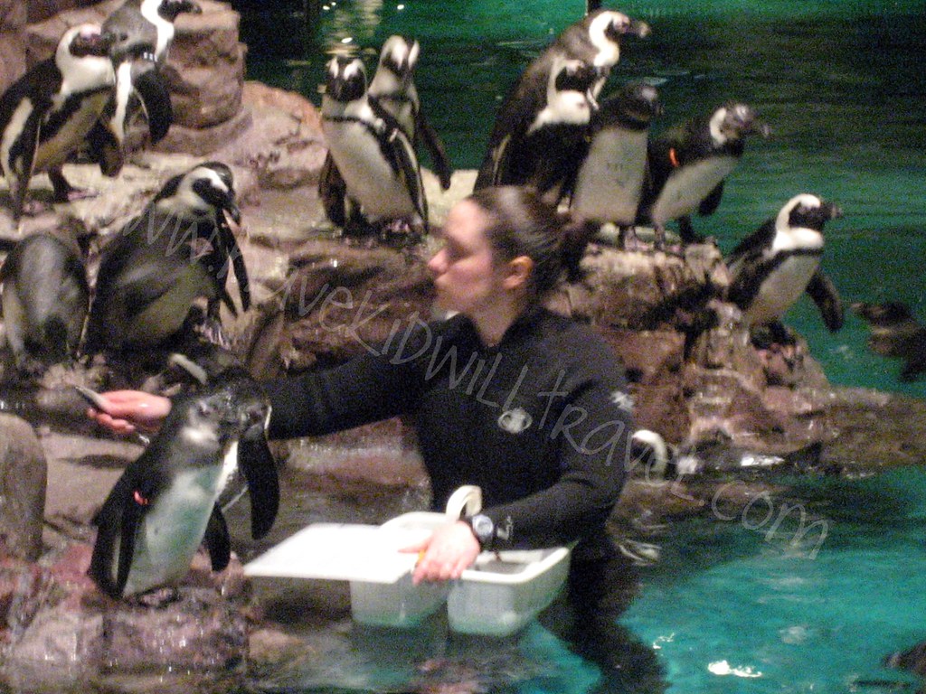 Feeding the Penguins, New England Aquarium, Boston, Massac… Flickr